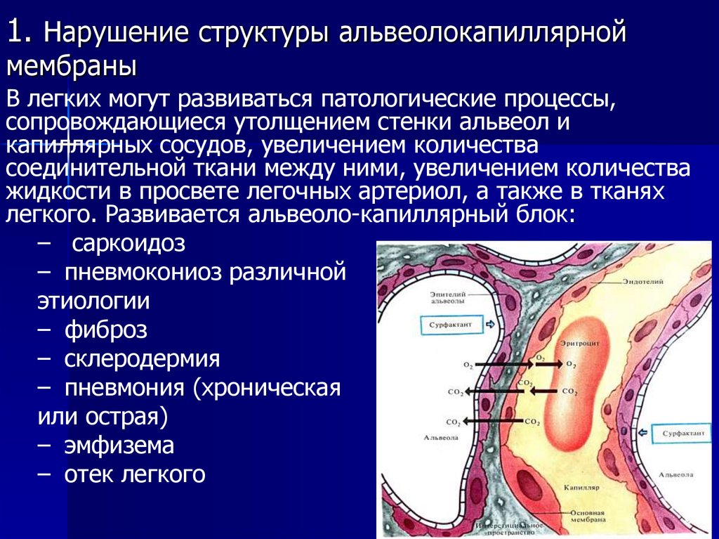 Патология внешнего дыхания презентация