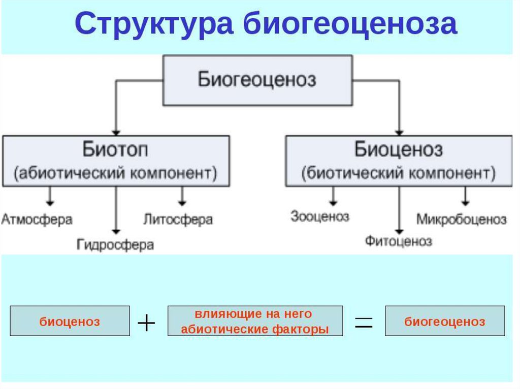 По названию какого компонента. Структура биоценоза компонент. Структурные компоненты биоценоза. Схема структурных компонентов биоценоза. Основные компоненты экосистемы схема.