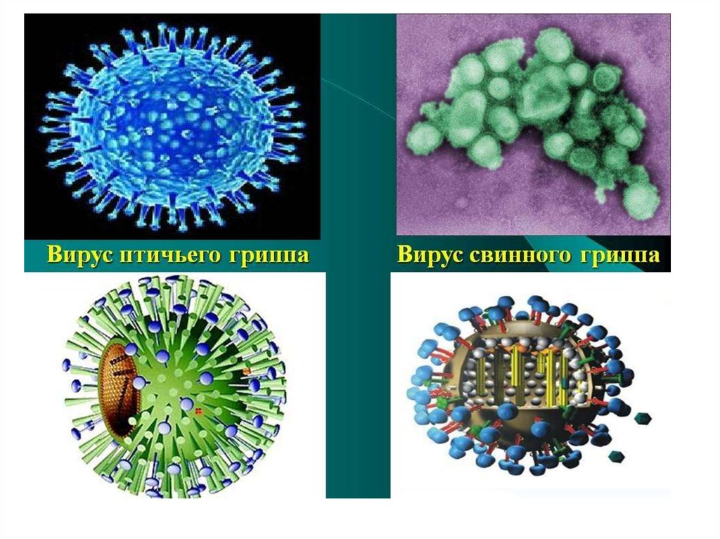 Грипп какие бактерии. Вирус гриппа. Вирус птичьего гриппа. Вирус гриппа рисунок. Типы вируса гриппа.