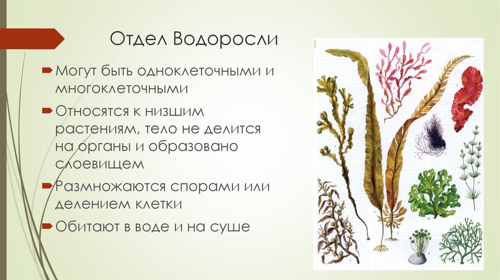 Известно что водоросли относятся к низшим растениям. Отделы растений водоросли.