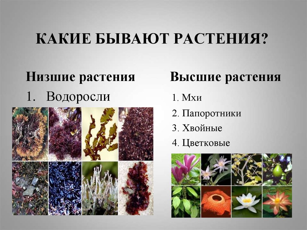 Три примера низших растений. Какие бывают растения. Какие растения бываютают. Низшие растения это какие. Высшие группы растений.