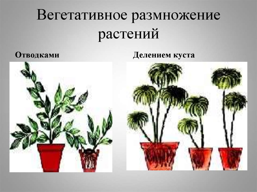 Вегетативное размножение растений. Вегетативное деление растений. Вегетативное размножение цветка. Вегетативное размножение растений спорами.