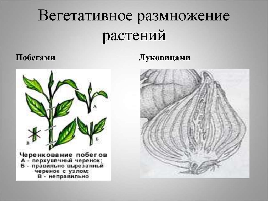 Какие способы размножения надземными побегами. Размножение побегами схема. Вегетативное размножение побегами. Вегетативное размножение растений побег. Способы вегетативного размножения побегами.