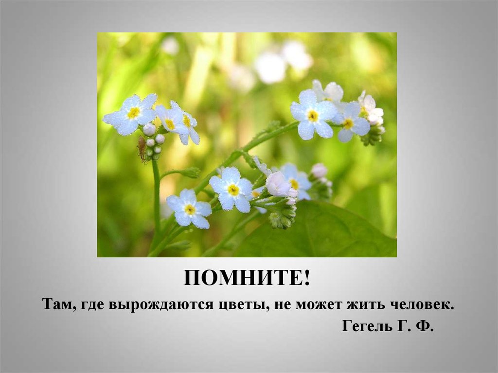 Вспомни там. Там, где вырождаются цветы, не может жить человек. Tам, где вырождаются цветы, не может жить человека..