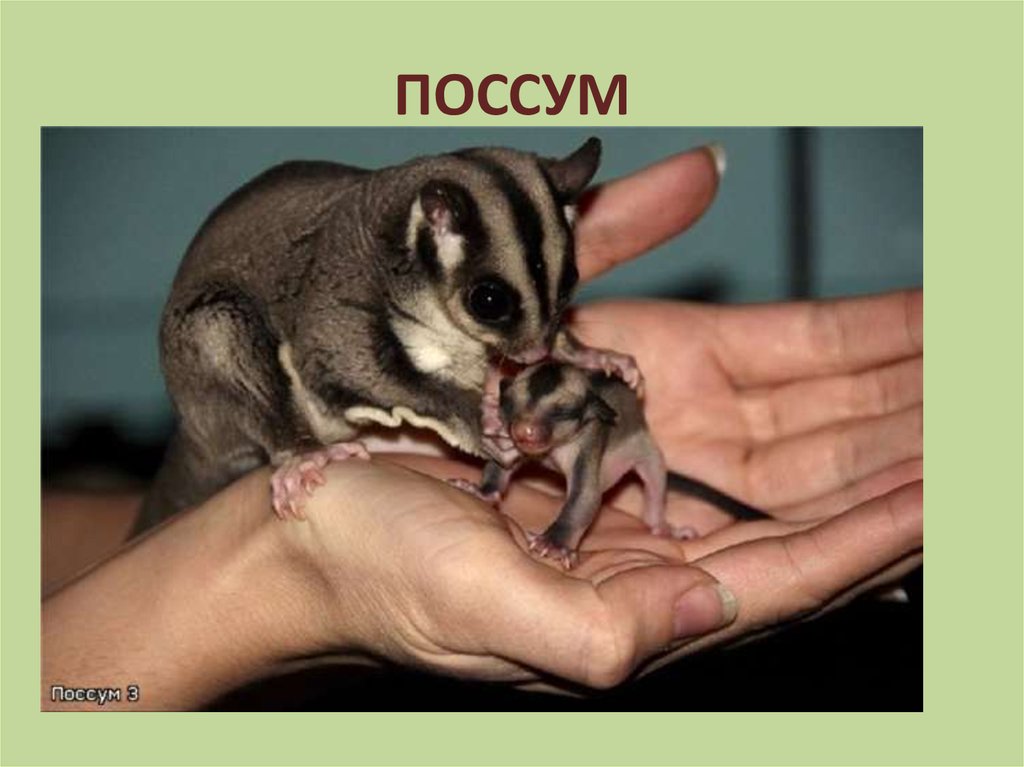 ПОССУМ