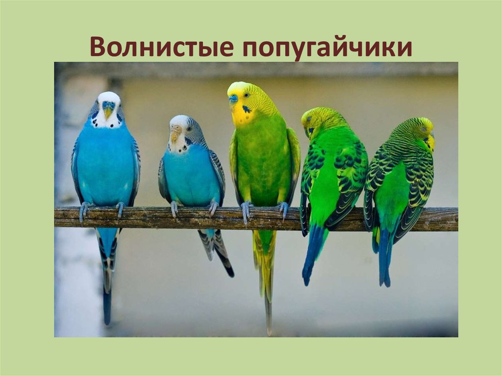 Волнистый попугайчик авито. Жили были попугаи. Bullyland волнистый попугай 69381. Попугай в темноте. Как волнистые попугаи шпионят за амадинами.