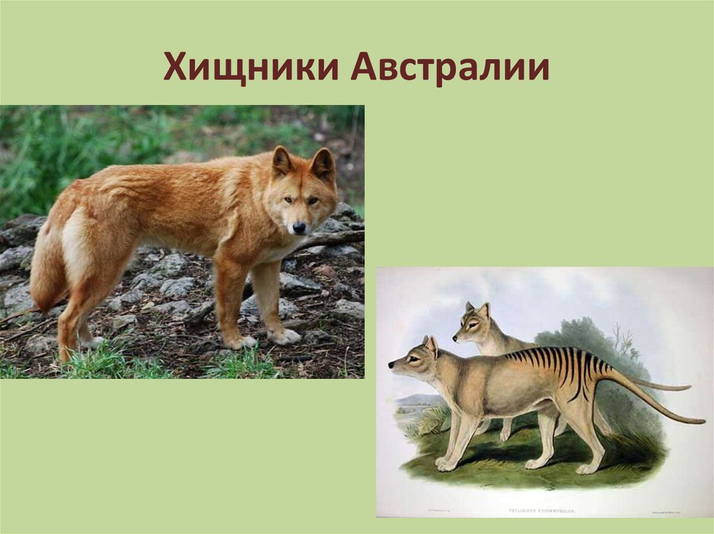 Хищник в австралии