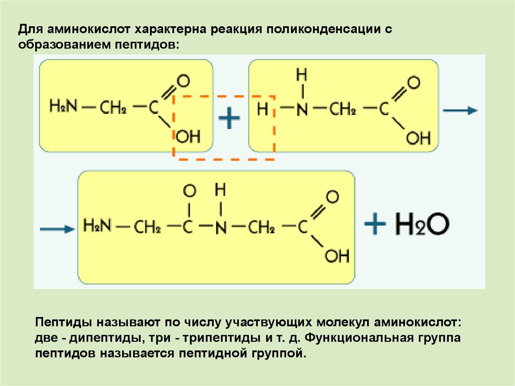 Поликонденсация полипептидов. Реакция поликонденсации аминокислот образование пептидов. Уравнение реакции поликонденсации аминокислот в полипептид. Реакции поликонденсации аминокислот образования пептидной связи. Реакция поликонденсации аминоуксусной кислоты.
