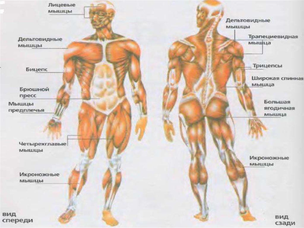 Основные мышцы человека с названиями на картинке