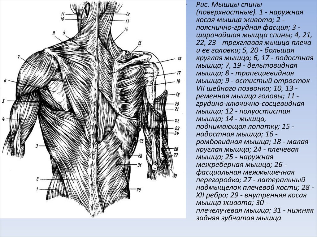 Мышцы спины и ребра. Мышцы спины. Строение мышц спины. Мышцы спины схема. Мышцы спины анатомия.