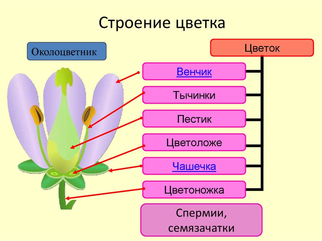 Установите последовательность соподчинения цветок околоцветник генеративные органы