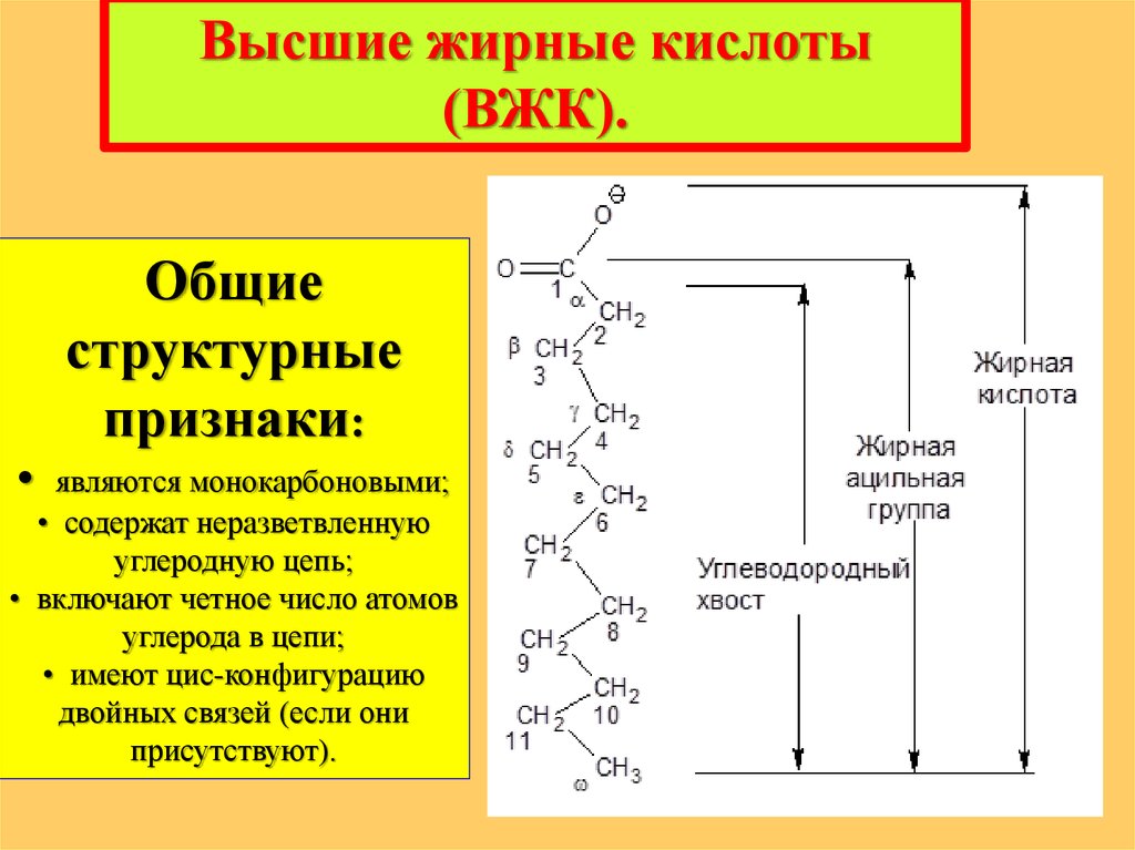 Насыщенные кислоты. Структурные формулы высших жирных кислот.