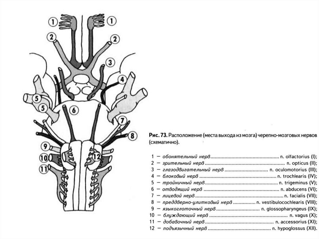 Черепные нервы череп. Схема выхода черепных нервов. 12 Пар черепно мозговых нервов черепа место. Черепные нервы схема выхода. 12 Пар черепно мозговых нервов выход из черепа.