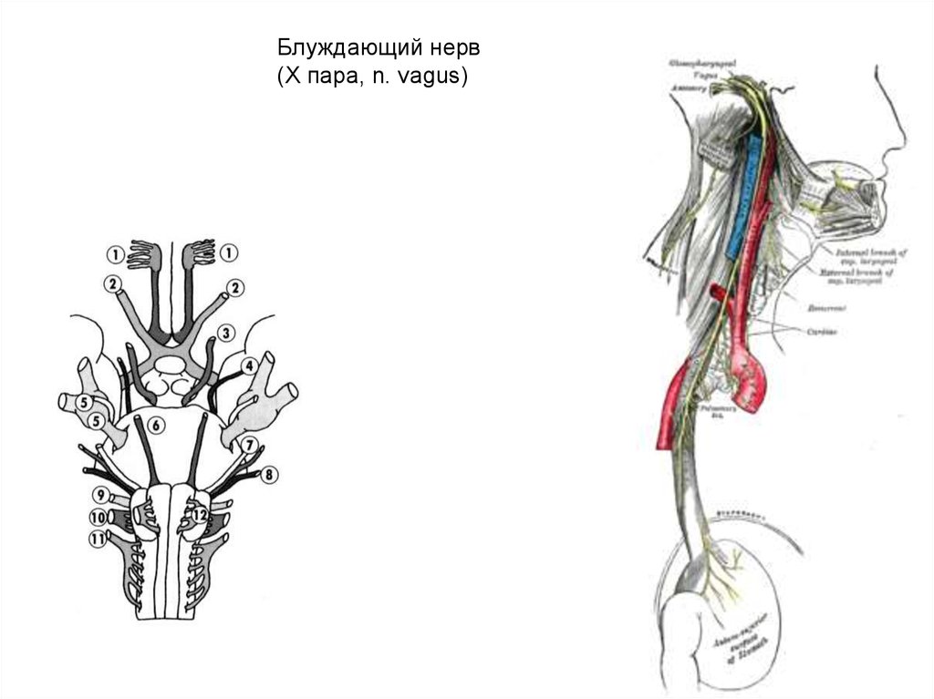 Правый блуждающий нерв. Блуждающего нерв (вагус). Вагус нерв анатомия схема. Нерв Vagus схема. 10 Пара блуждающий нерв схема.