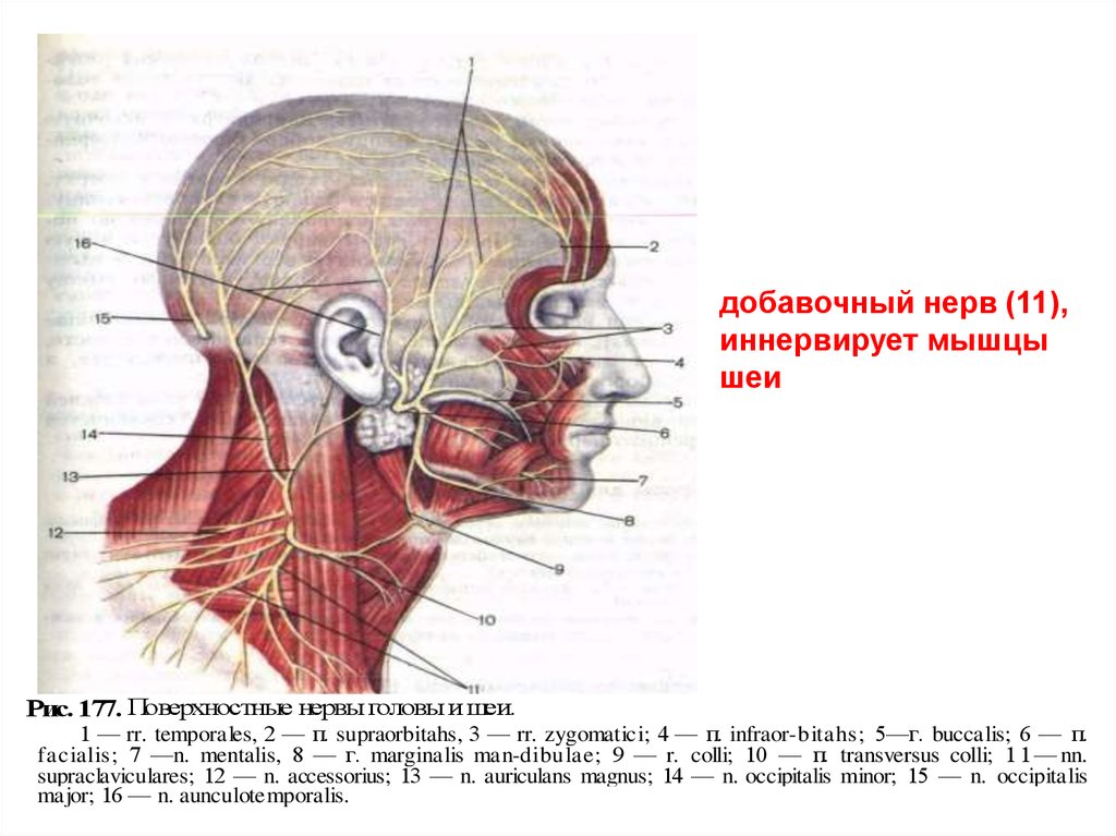 Добавочный нерв схема пути