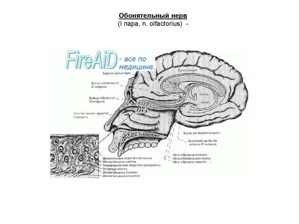 Обонятельный мозг схема