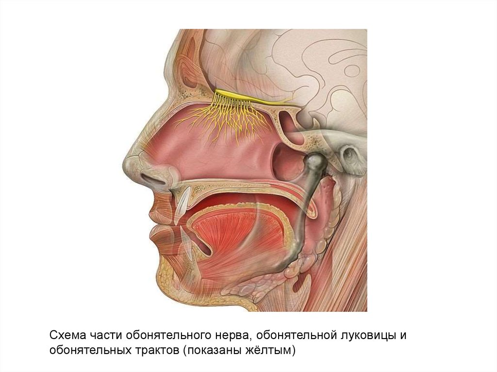 Обонятельный нерв фото