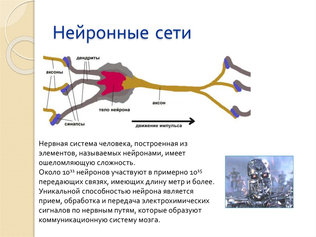 Нейроном называется. Нейронные сети презентация. Нейронные сети физиология. Нейронная сеть без обратной связи. Типы нейронных сетей физиология.