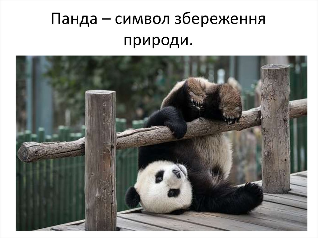 Панда – символ збереження природи.