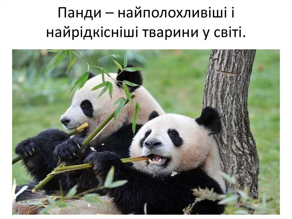 Панди – найполохливіші і найрідкісніші тварини у світі.
