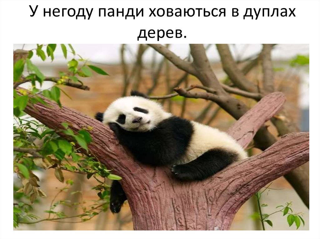 У негоду панди ховаються в дуплах дерев.