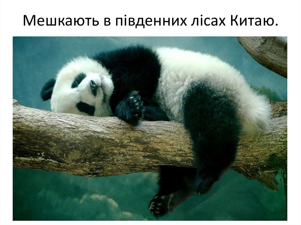 Мешкають в південних лісах Китаю.