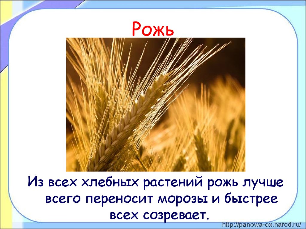 Окончание слова рожь. Рожь окружающий мир. Рожь для детей. Рожь сообщение 3 класс окружающий мир. Доклад про рожь.