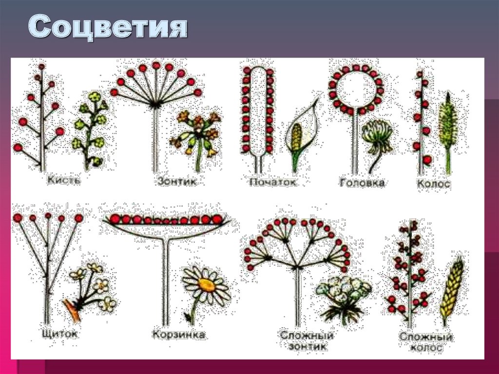 Тест цветок соцветие 6 класс. Соцветия 5 класс биология. Растения с разными соцветиями. Соцветие кисть. Типы соцветия растений.
