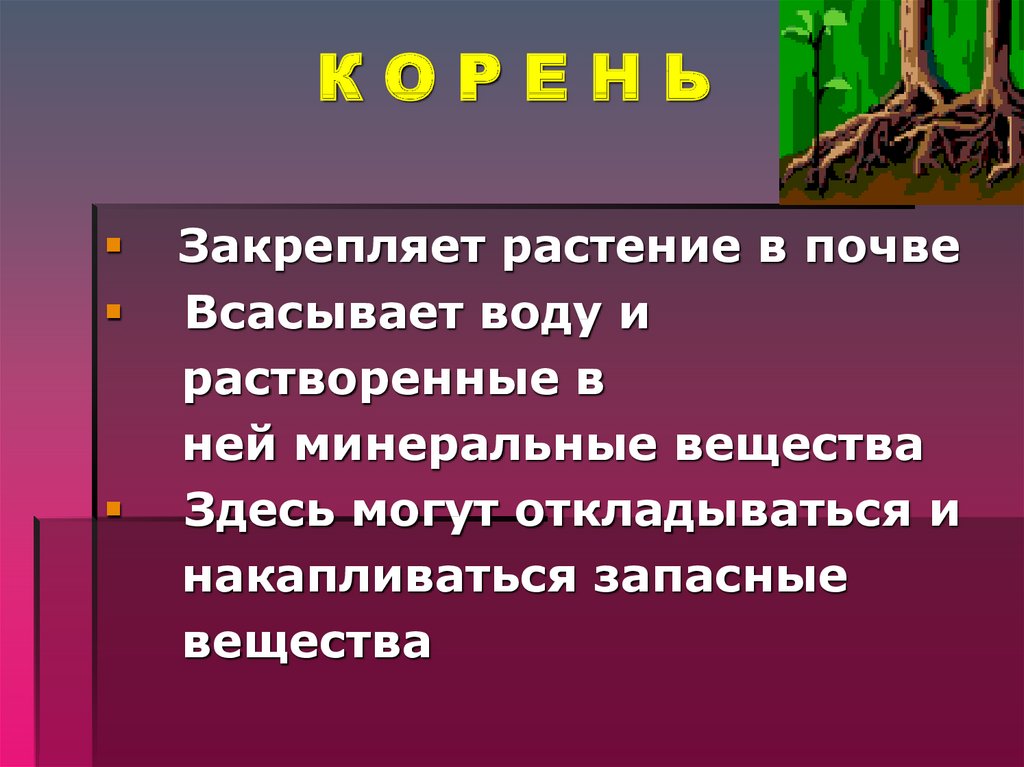 Закрепление растения. Всасывают воду и Минеральные вещества. Растительное закрепляющее.