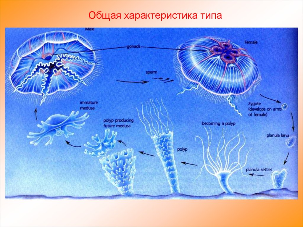 Группы организмов кишечнополостные. Подцарство многоклеточные Тип Кишечнополостные. Тип Кишечнополостные жизненный цикл. Жизненный цикл медузы. Общая характеристика кишечнополостных.