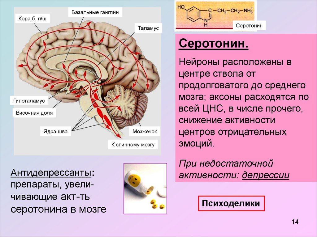 Базальные ганглии мозга. Базальные ганглии головного мозга анатомия. Базальные ядра переднего мозга. Базальные (подкорковые) ядра конечного мозга. Базальные структуры мозга.