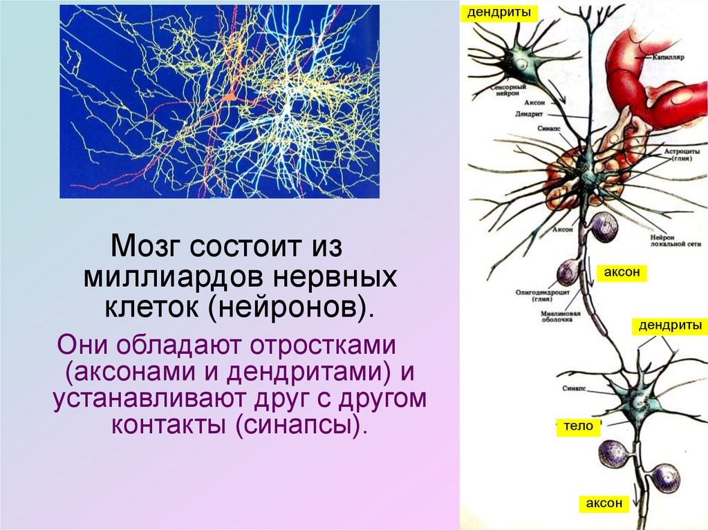 Импульс мозг аксон. Строения нейрона дендриты. Аксон клетки нейрона. Нейроны аксоны дендриты. Структура нейронов головного мозга.