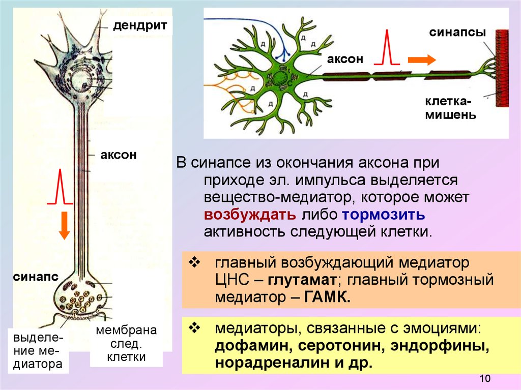 Импульс мозг аксон. Аксоны и дендриты. Аксон и дендрит. Дендрит и Аксон различия. Аксон дендрит синапс.