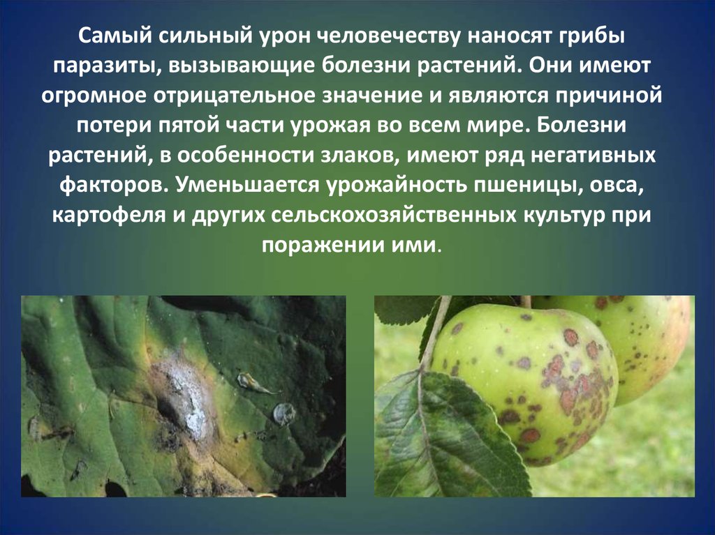 Заболевания вызванные паразитическими грибами. Заболевания растений. Грибы паразиты. Грибковые заболевания растений. Грибы паразиты растений.