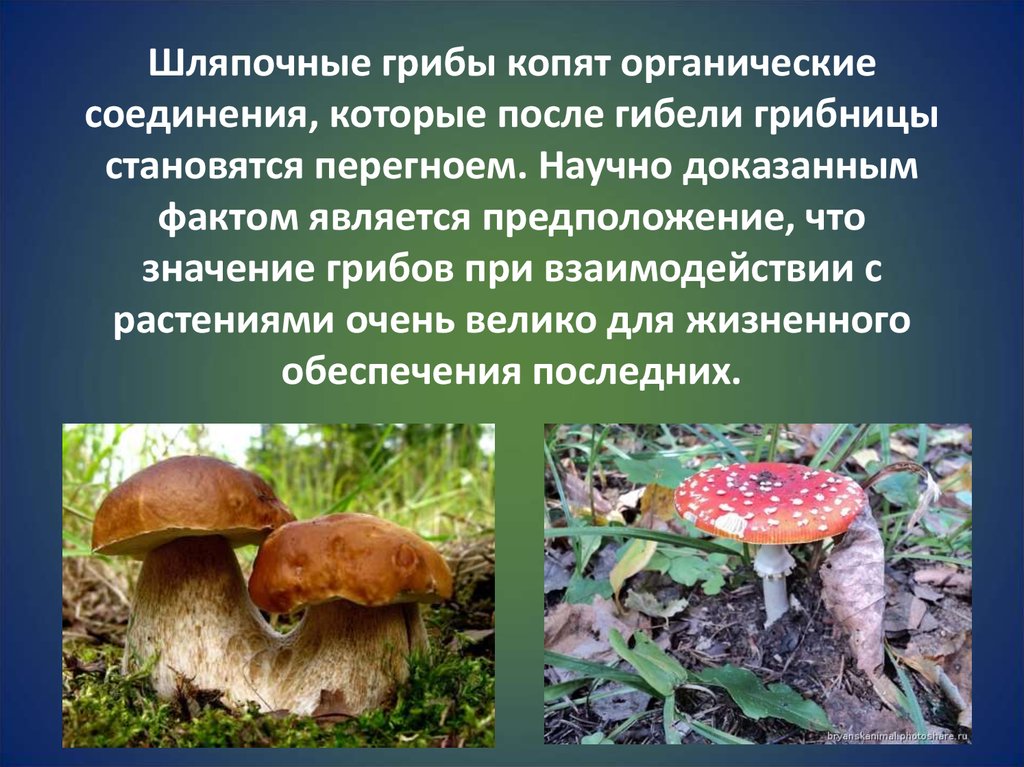 Шляпочный гриб и дерево. Шляпочные грибы. Шляпочные грибы паразиты. Роль шляпочных грибов в природе и жизни человека.