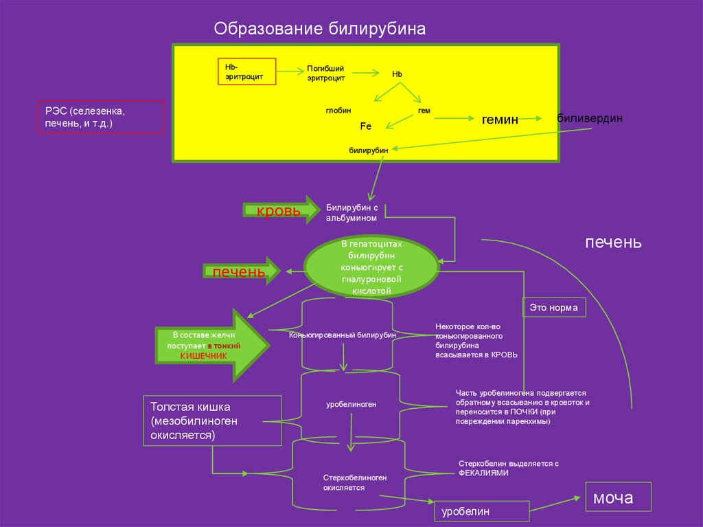 Путь билирубина в организме схема