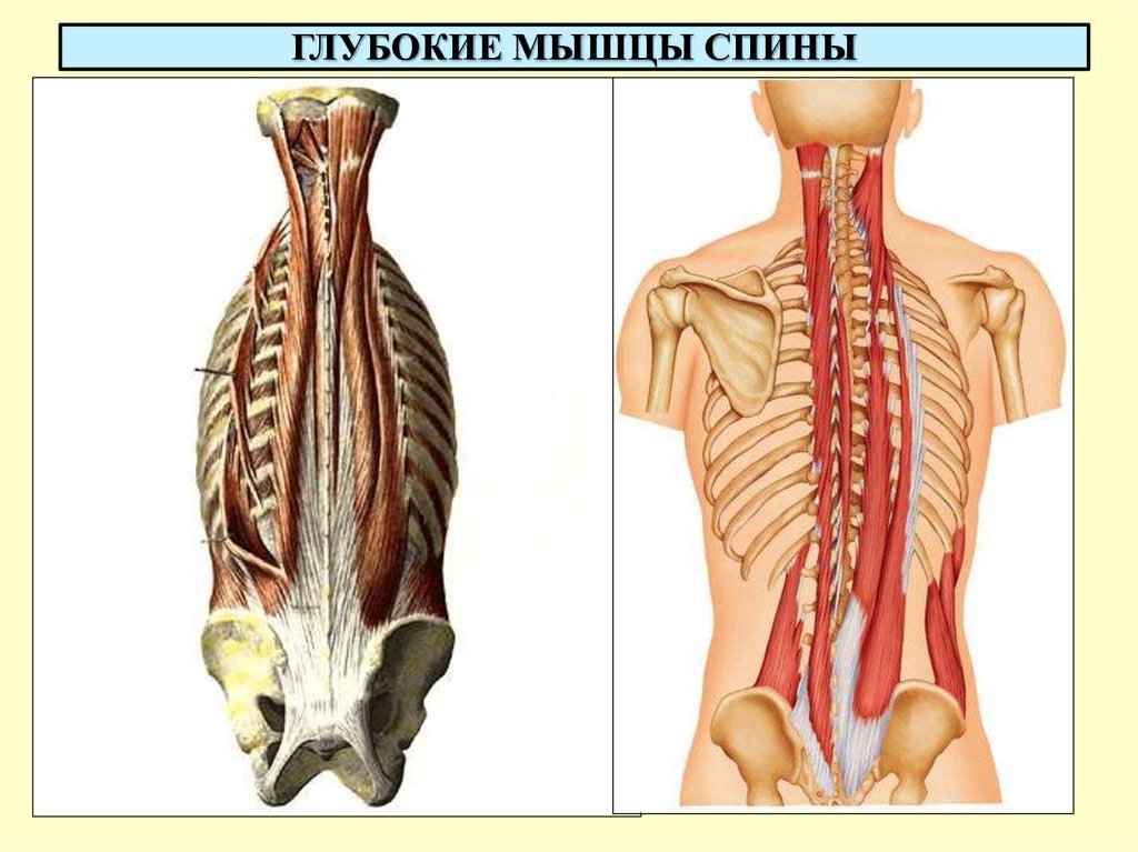 Глубокая поясница. Мышцы разгибатели позвоночника анатомия. Глубокие разгибатели спины мышца. Глубокие мышцы спины вентрального происхождения. Мышца выпрямляющая позвоночник анатомия.