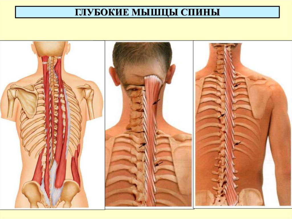 Мышцы спины и ребра. Мышцы вращатели позвоночника анатомия. Мышцы вращатели спины анатомия. Многораздельная мышца поясницы. Глубокие мышцы спины.