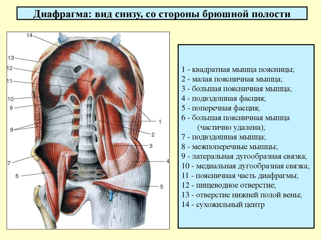 Снизу и на верхних. Диафрагма вид снизу анатомия. Поясничная реберная грудинная часть диафрагмы. Строение диафрагмы анатомия. Мышечная часть диафрагмы.