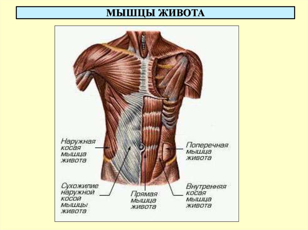 Линия пресса у мужчин