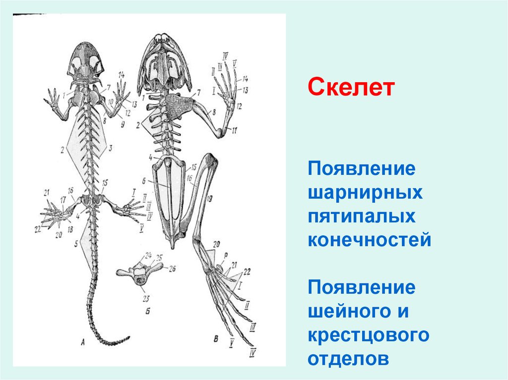 Скелет передних конечностей лягушки. Пятипалые конечности у земноводных. Земноводные скелет конечностей.