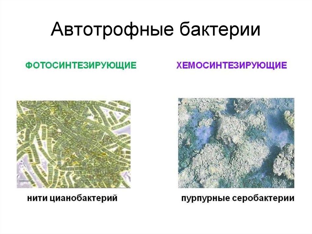 Прокариот автотроф. Питание бактерий автотрофы. Автотрофные бактерии примеры. Бактерии и цианобактерии. Микроорганизмы автотрофы.