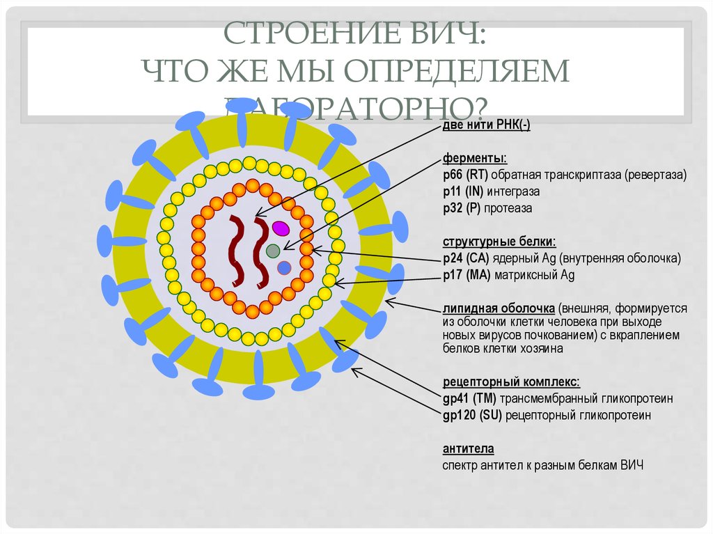 Белки вич. Строение вириона ВИЧ инфекции. ВИЧ строение вируса биология. Структура вируса СПИД. Вирус иммунодефицита человека.