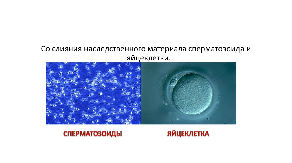 Процесс слияния спермиев с яйцеклеткой. Слияние яйцеклетки и сперматозоида. Генетический материал сперматозоида. Наследственный материал яйцеклетки. Слияние генетического материала.