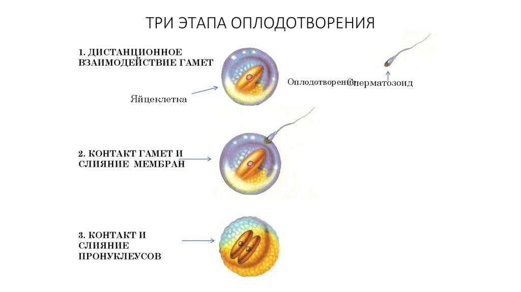 Последовательность стадий оплодотворения