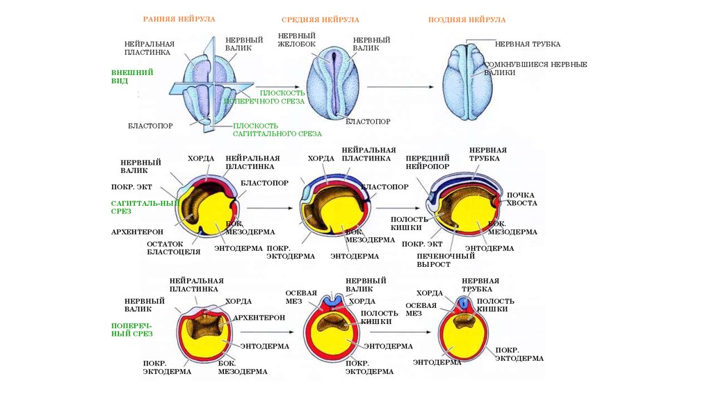 Ранний онтогенез. Этапы онтогенеза анатомия. Онтогенез органа зрения. Формирование зрения в онтогенезе. Онтогенез глаза человека.