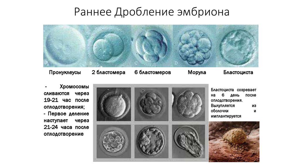 День после оплодотворения. Дробление эмбриона. Дробление зародыша. Эмбрион ранняя бластоциста. Дробление после оплодотворения.