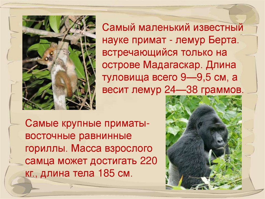 К отряду приматов принадлежат. Класс млекопитающие отряд приматы. Презентация на тему обезьяны. Приматы презентация. Приматы информация.