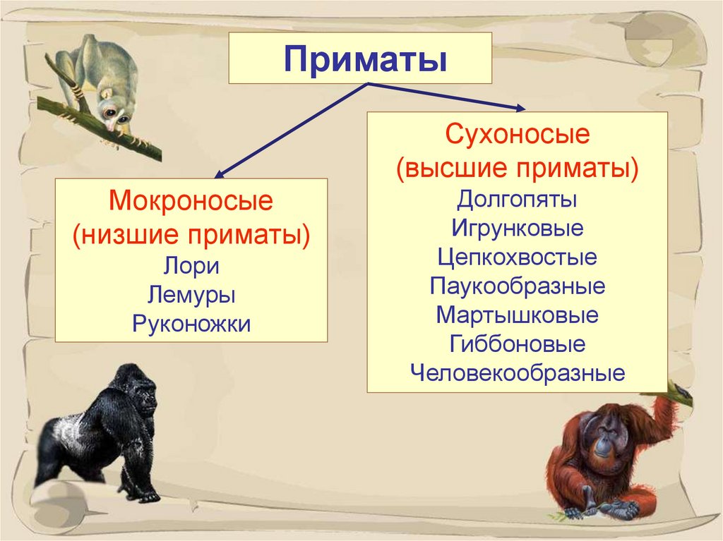Человек относится к классу приматов. Отряд приматы систематика. Классификация приматов 7 класс биология. Отряд приматы классификация 7 класс. Класс млекопитающие отряд приматы.