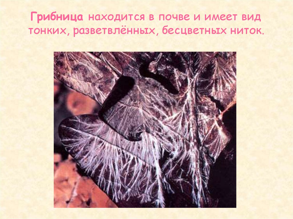 Гриб состоит из тонких нитей. Грибница в почве. Грибница в расположенная почве. Тонкие нити грибов. Тонкие белые нити гриба.